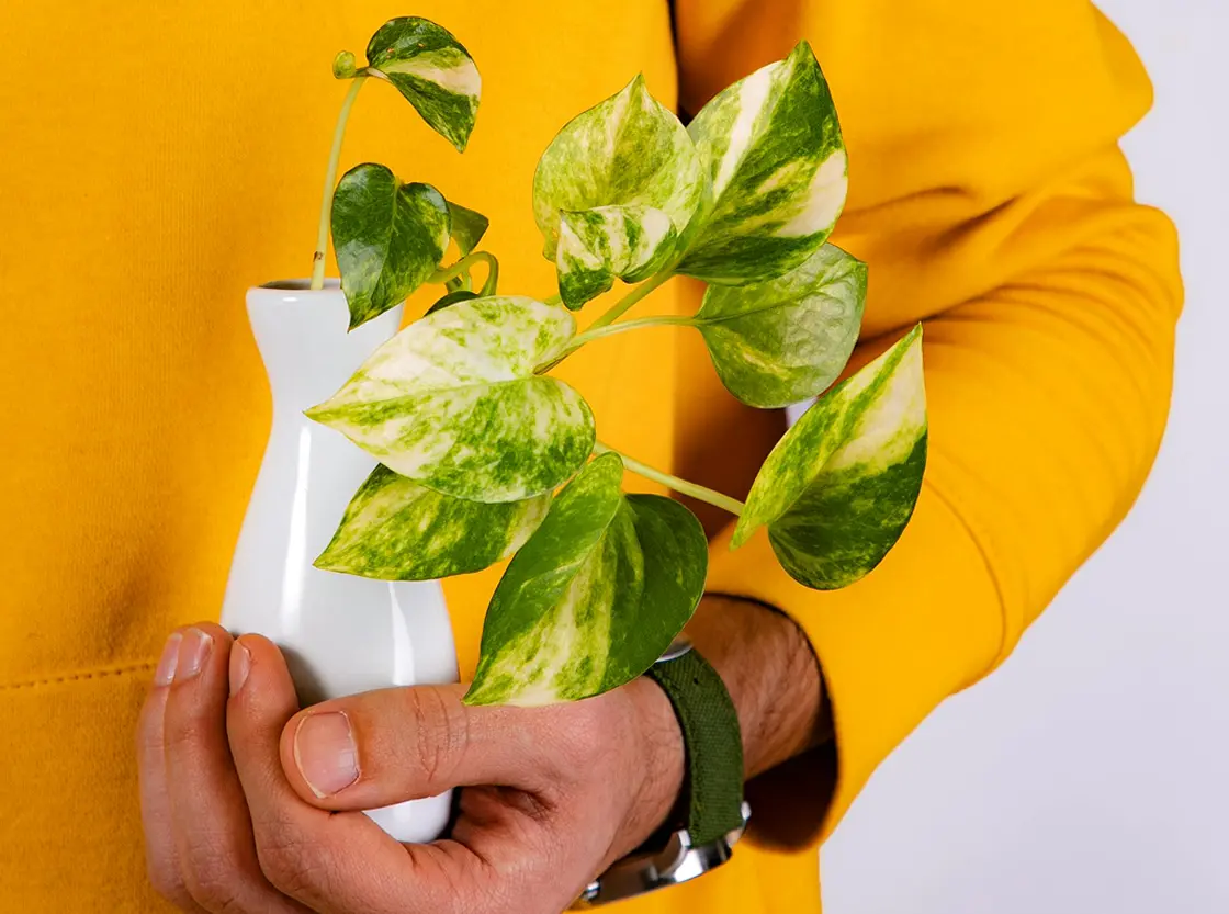 “Green zone” — секретна зброя для нижчих бюджетів!